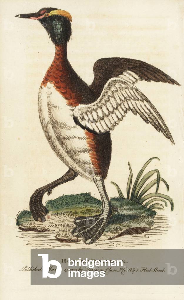 Horned grebe, Podiceps auritus. Illustration copied from George Edwards. Handcoloured copperplate engraving from “” The Naturalist's Pocket Magazine,”” Harrison, London, 1799.