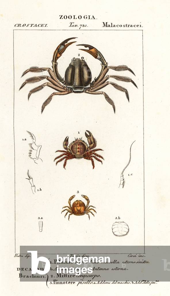 Bristly crab, Pilumnus hirtellus 1, light-blue soldier crab, Mictyris longicarpus 2, pea crab, Pinnotheres pisum 3