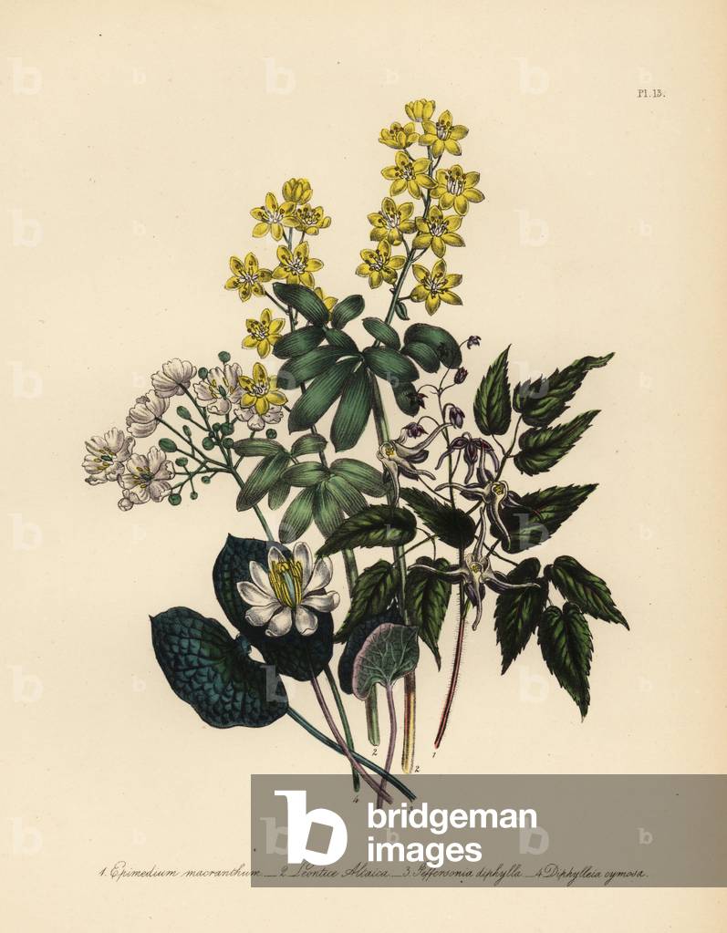 Large-flowered epimedium Epimedium macranthum, altaiac lion's leaf, Leontice altaica, two-leaved jeffersonia, Jeffersonia diphylla, and cymosis diphylleia, Diphylleia cymosa. Handfinished chromolithograph by Henry Noel Humphreys after an illustration by Jane Loudon from Mrs. Jane Loudon's Ladies Flower Garden of Ornamental Perennials, William S. Orr, London, 1849.