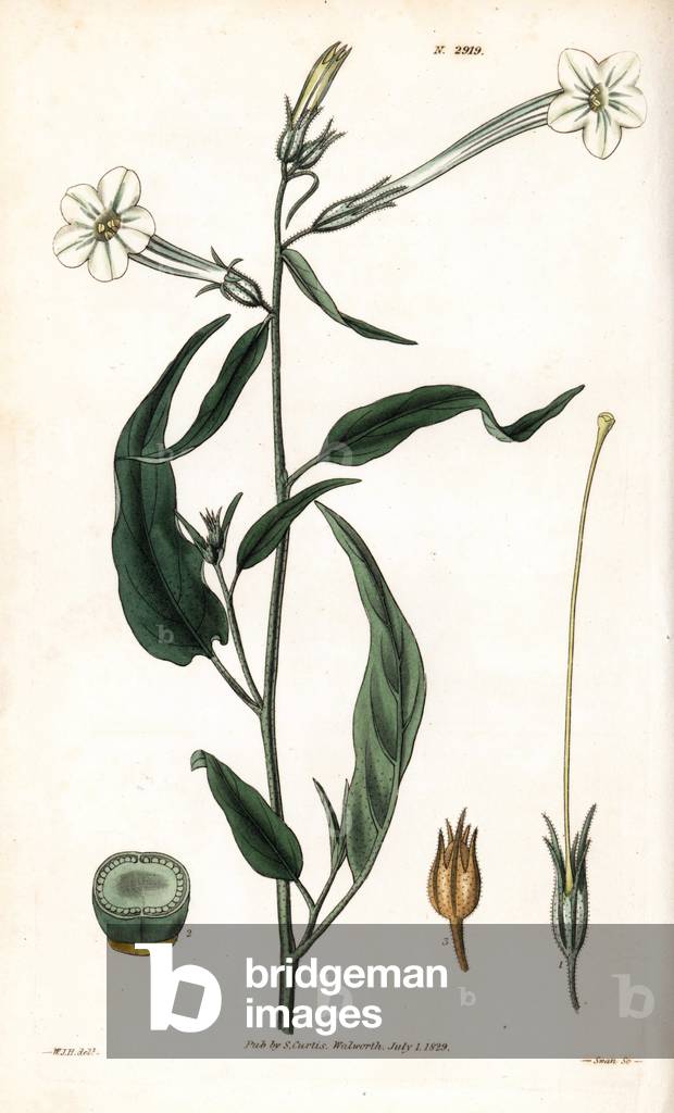 Manyflower or acuminated-leaved tobacco. Handcoloured copperplate engraving by Swan after an illustration by William Jackson Hooker from Samuel Curtis's “” Botanical Magazine,”” London, 1829.