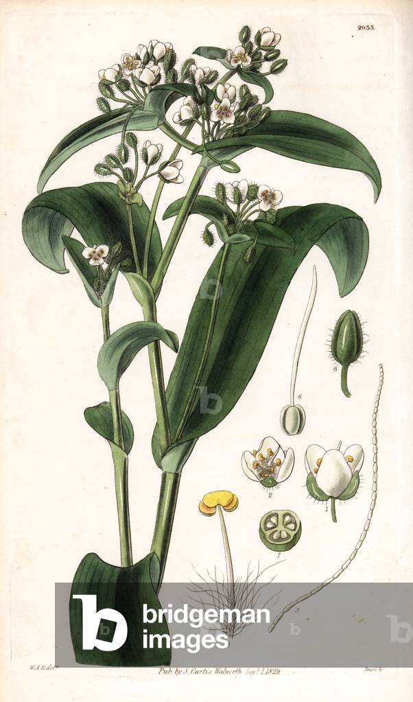 Tradescantia or setcreasee a white flowers - White-flowered tradescantia, Tradescantia crassula. Handcoloured copperplate engraving by Swan after an illustration by William Jackson Hooker from Samuel Curtis's “” Botanical Magazine,”” London, 1829.