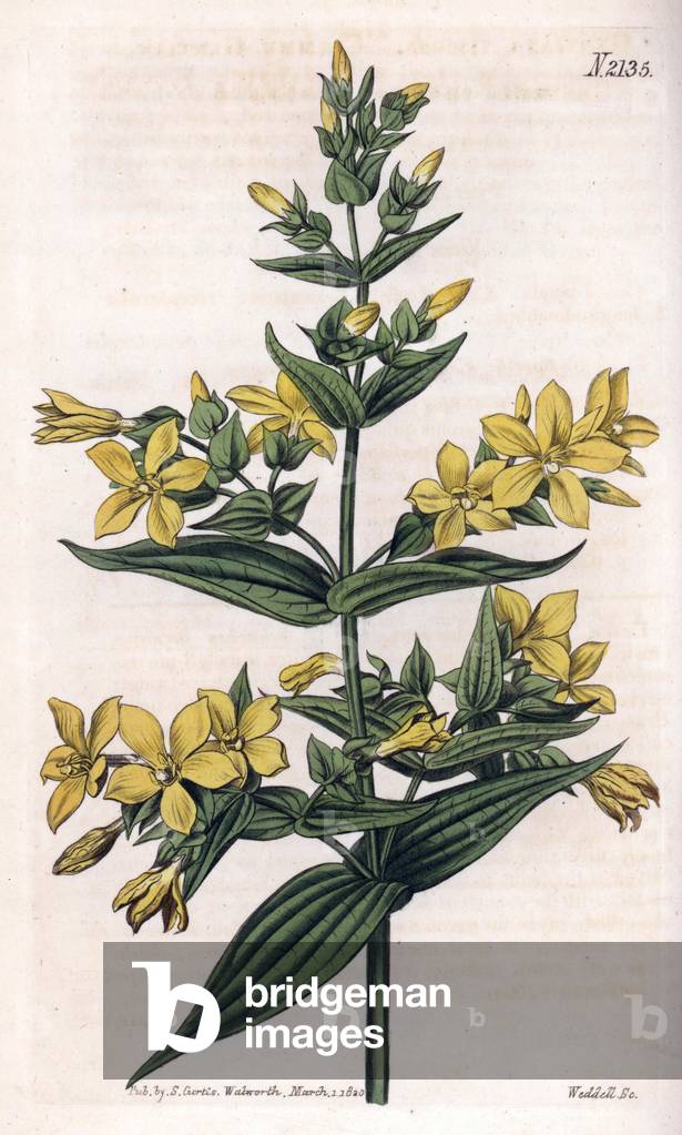 Gentian viscous or kind. Copper engraving, painted by John Curtis and grave by Weddell, published in the “Curtis Botanical Magazine”, 1820, by Samuel Curtis, London, England.