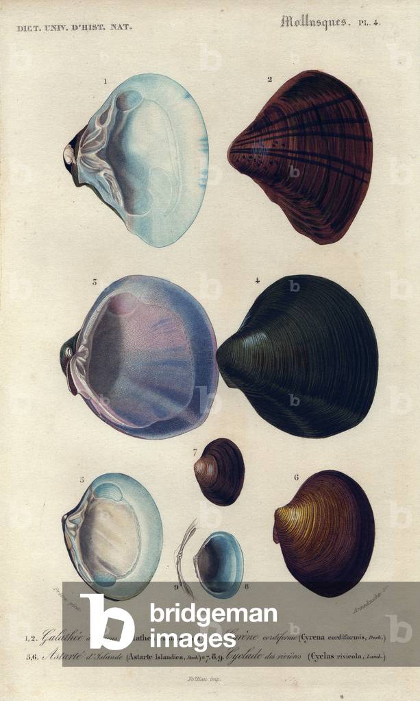 Variety of clam and petuncle shells. Variety of scallop and clam shells: Galathea, Cyrena, Cyclas and Astarte. Galathee a rays: Galathea radiata, Cyrene cordiforme: Cyrena cordiformis, Astarta of Iceland: Astarte islandica: Icelandic scallop, Cyclade des Rivieres: Cyclas rivicola. Handcolored engraving by Pretre from Charles d'Orbigny's “Universal Dictionary of Natural History” 1849.