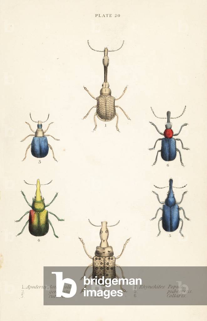 Weevils: Attelabus longicollis 1, Attelabus gemmatus 2, Attelabus ruficollis 3, Byctiscus populi 4, Rhycnhites pubescens 5, and Rhynchites collaris 6