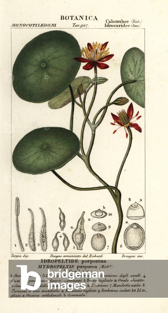 Junsai, Brasenia schreberi