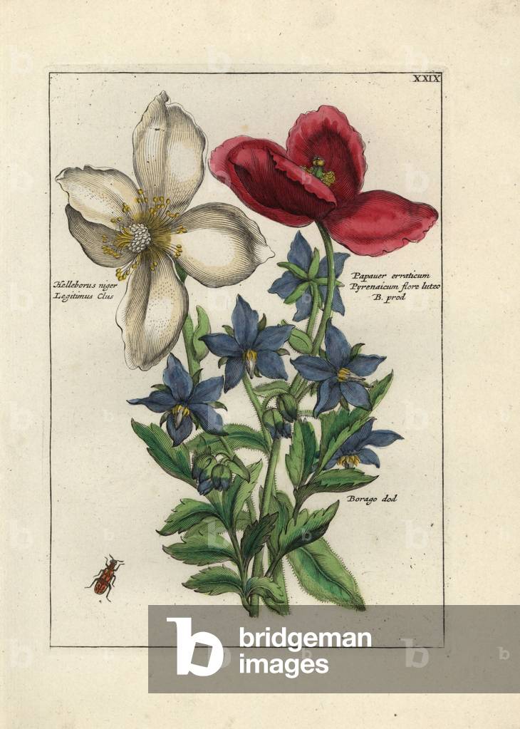 Hellebore (ellebore) or Christmas rose, poppy blossom and officinale borage - Lithography attributed to Paul Theodor van Brussel (1754-1795), author of the cover bouquet, or A.Bres., influenced by Nicolas Robert (1614-1685), published in “Nederlandsch Bloemwerk” (Dutch Floral Compositions), Amsterdam, J.B. Elder We, 1794