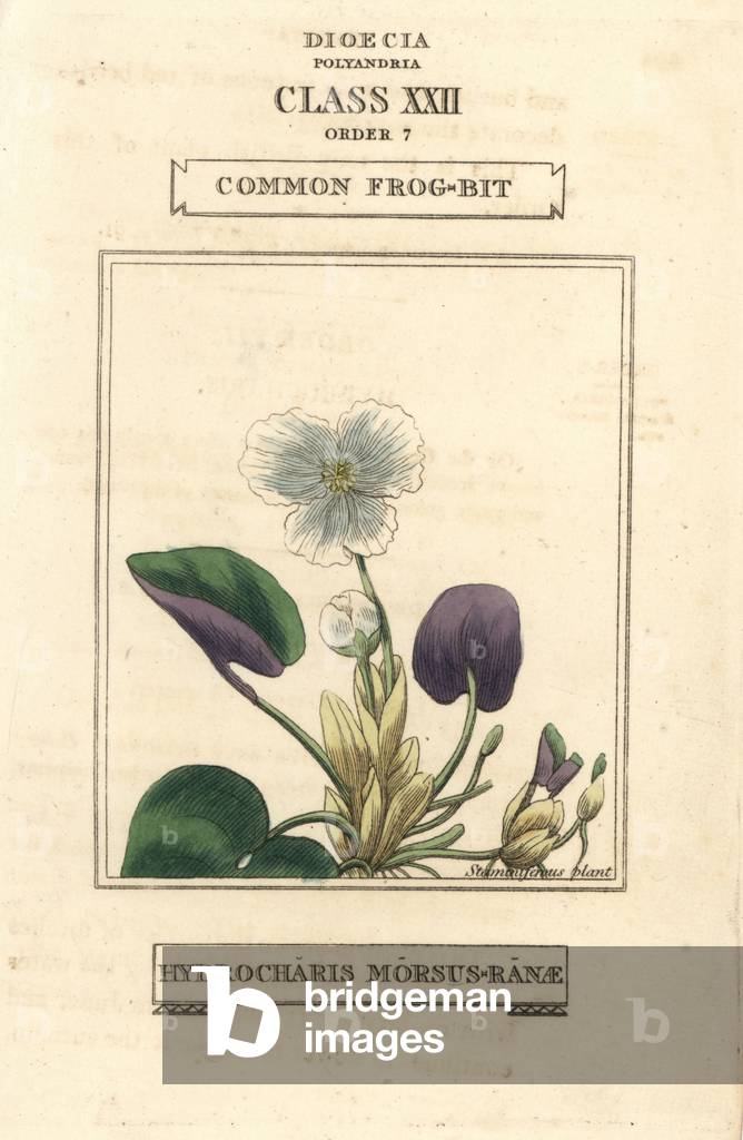 Common frogbit, Hydrocharis morsus-ranae (morene) Handcoloured copperplate engraving after an illustration by Richard Duppa from his The Clours and Orders of the Linnaean System of Botany.