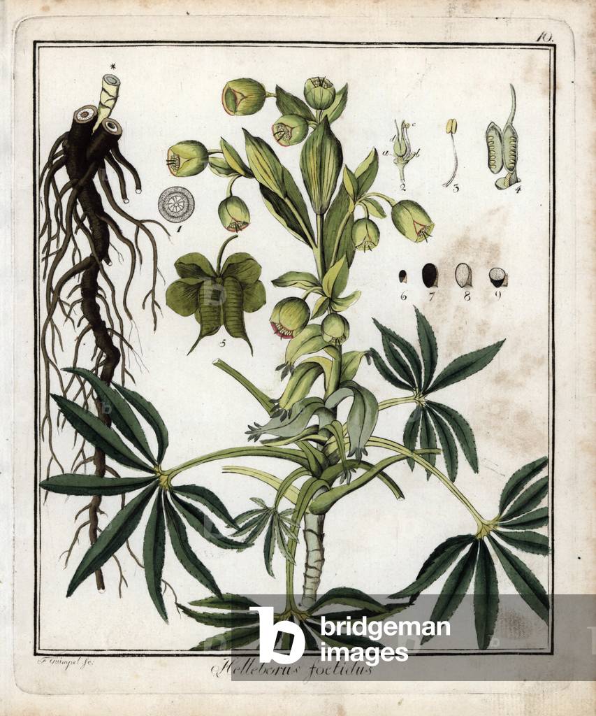 Hellebore (ellebore) fetide or griffon's foot - Lithography by F. Guimpel, extracted from medical botany by Friedrich Gottlob Haynes (1763-1832), Berlin, 1822 - Stinking hellebore, Helleborus foetidus - Handcoloured copperplate by F. Guimpel from Dr. F. G. Hayne's Medical Botany, Berlin, 1822