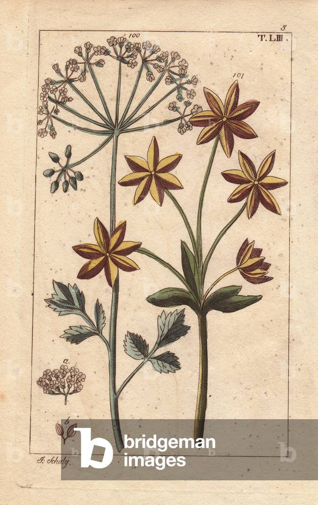 Anise or aniseed plant with flowers and seeds, Pimpinella anisum