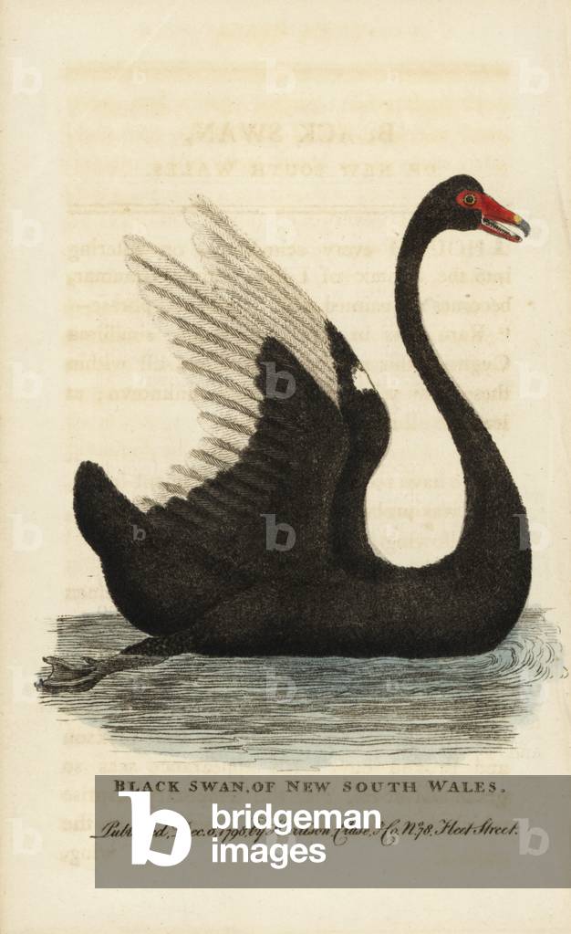 Black swan of New South Wales, Cygnus atratus. Based on an original drawing provided by a visitor to Port Jackson in 1788. Handcoloured copperplate engraving from “” The Naturalist's Pocket Magazine,”” Harrison, London, 1798.