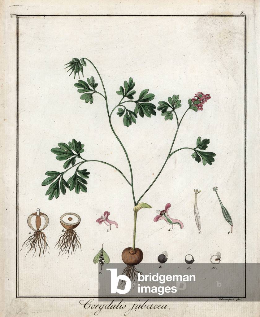 Intermediary corydale - Lithograph by F. Guimpel, extracted from medical botany by Friedrich Gottlob Haynes (1763-1832), Berlin, 1822 - Fumewort, Corydalis intermedia - Handcoloured copperplate by F. Guimpel from Dr. F. G. Hayne's Medical Botany, Berlin, 1822