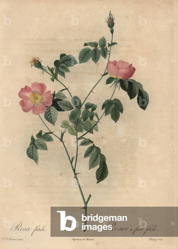 Rosa foetida, Rosier a fruit fetide.