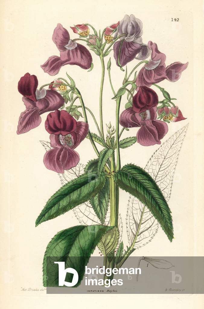 Himalayan balsam, Glandulifera (Dr. Royle's balsam, Impatiens roylei). Handcoloured copperplate engraving by G. Barclay after Miss Sarah Drake from John Lindley and Robert Sweet's Ornamental Flower Garden and Shrubbery, G. Willis, London, 1854.