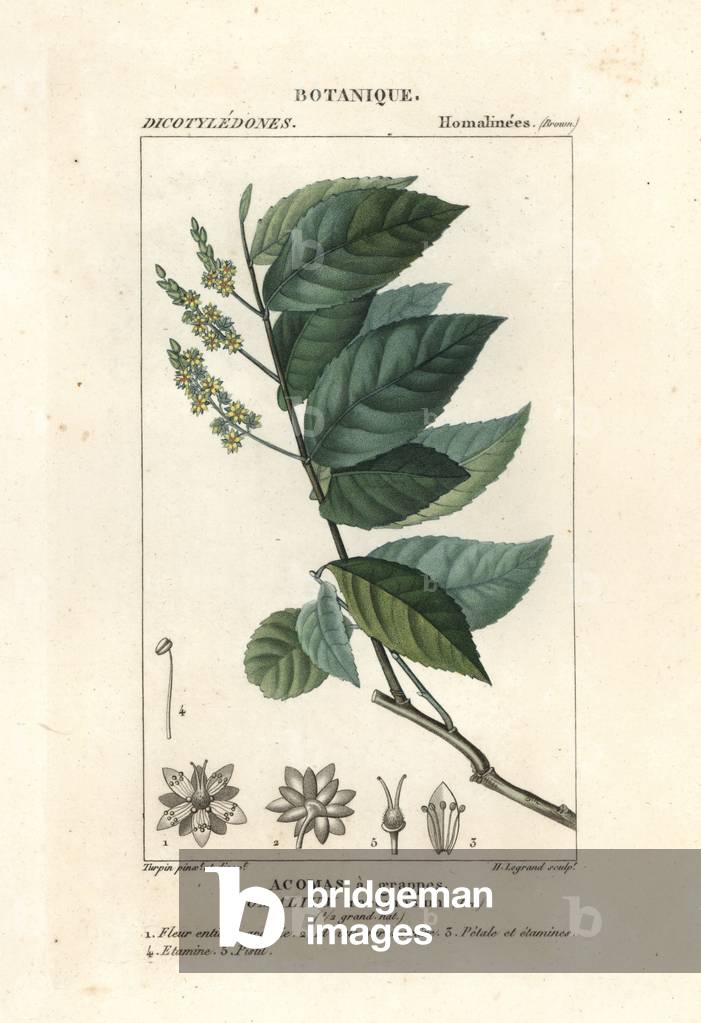 Ironwood, Homalium racemosum