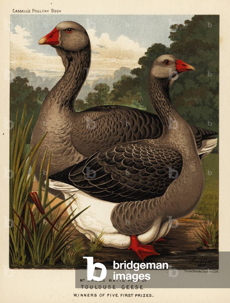 Toulouse geese with dewlap, cock and hen, 1890 (chromolithograph)