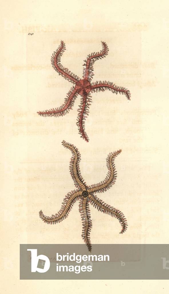Variete d'starile de mer, Asterias scolopendroides - Lithography by Richard Polydore Nodder (1774-1823) published in The Naturalist Miscellany, 1812