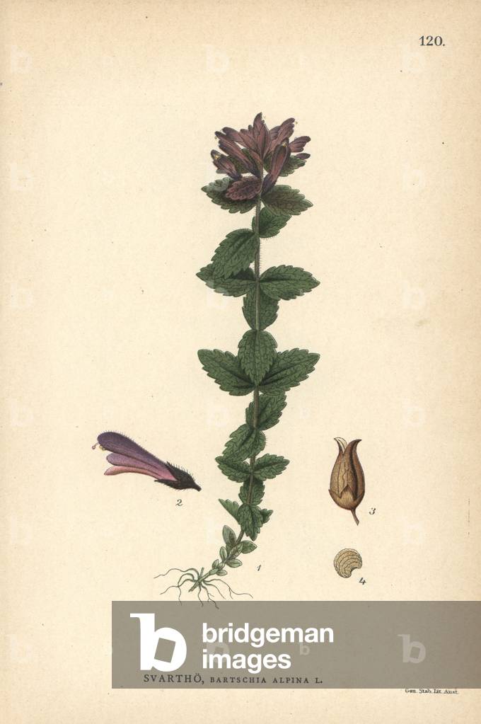 Alpine bartsia, Bartsia alpina