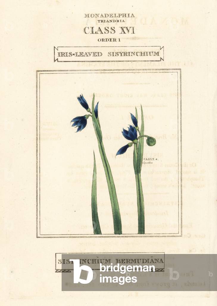 Blue-eyed grass or iris-leaved sisyrinchium, Sisyrinchium bermudiana. Handcoloured copperplate engraving after an illustration by Richard Duppa from his The Clours and Orders of the Linnaean System of Botany, Longman, Hurst, London, 1816.