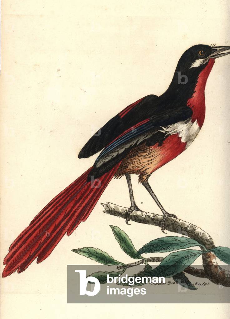Whiskered shrike, Lanius mystaceus. A made up bird, composed of the Lanius ferrugineus, with the belly and tail feathers of a species of Psittacus and breast and vent feathers of a species of Malaconotus. Illustration drawn and engraved by Richard Polydore Nodder. Handcoloured copperplate engraving from George Shaw and Frederick Nodder's The Naturalist's Miscellany, London, 1806.