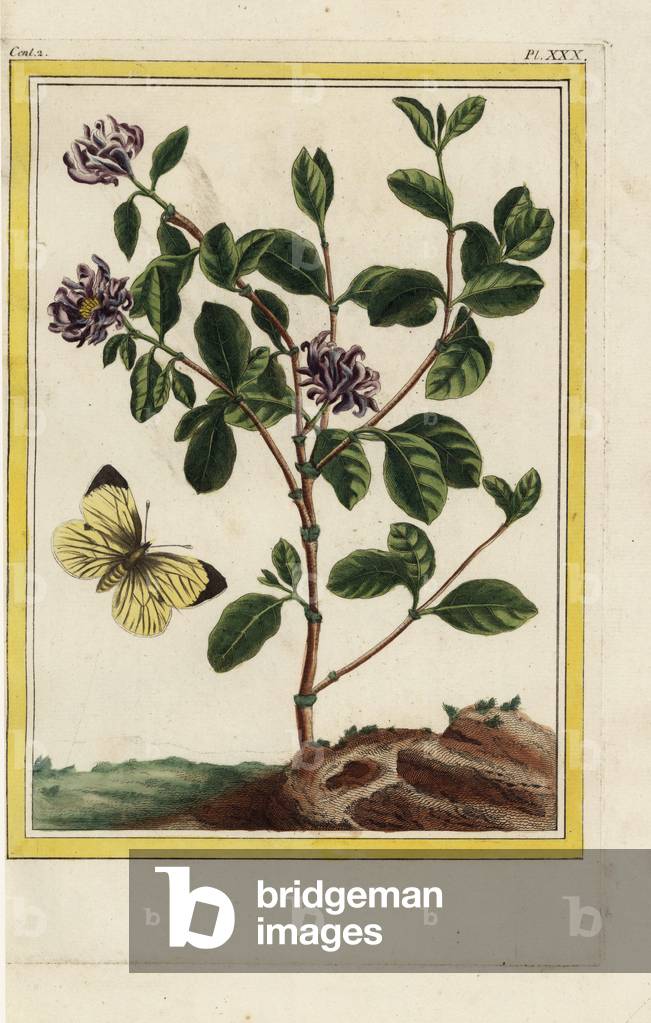 La Pompadour. Carolina spicebush, Calycanthus floridus, with cabbage white butterfly, Pieris rapae. Handcoloured etching from Pierre Joseph Buchoz 'Precious and illuminated collection of the most beautiful and curious flowers, grown both in the gardens of China and in those of Europe, Paris, 1776.