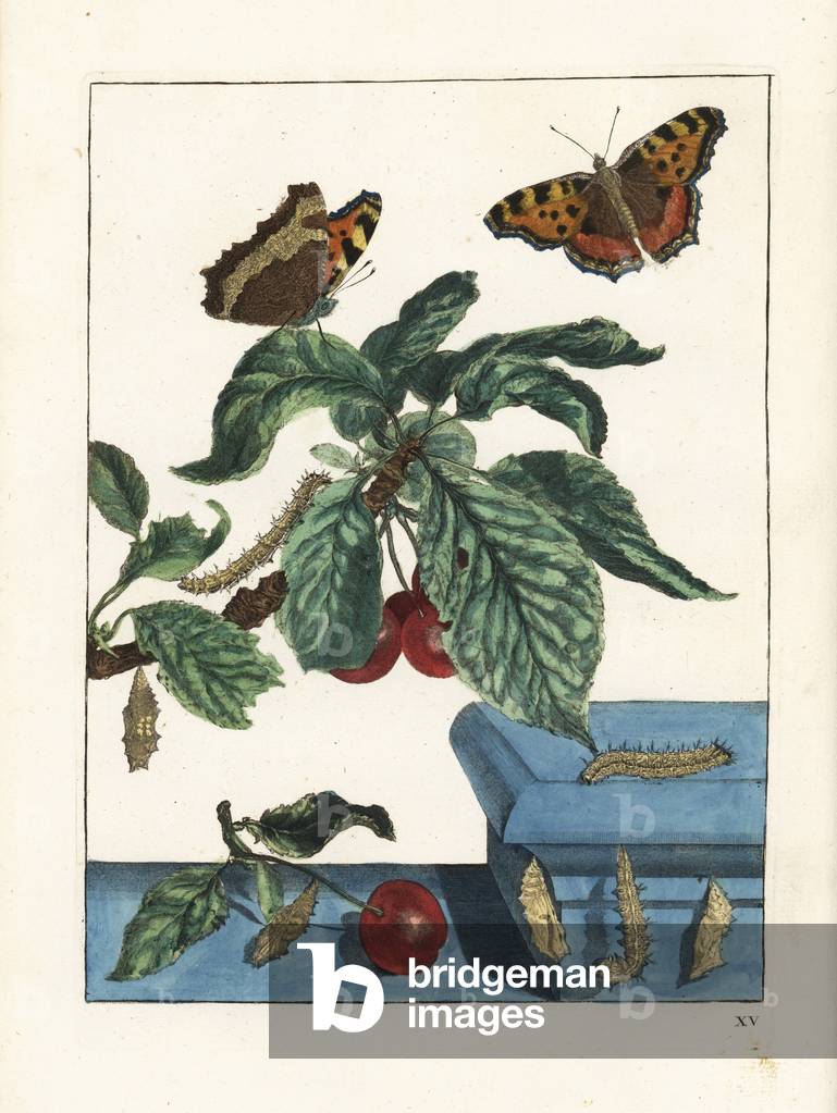 Large tortoiseshell butterfly, Nymphalis polychloros, on a cherry tree, Prunus avium. Handcoloured copperplate engraving drawn and etched by Jacob l'Admiral in Naauwkeurige Waarneemingen omtrent de veranderingen van veele Insekten (Accurate Descriptions of the Metamorphoses of Insects), J. Sluyter, Amsterdam, 1774. For this second edition, M. Houttuyn added another eight plates to the original 25.