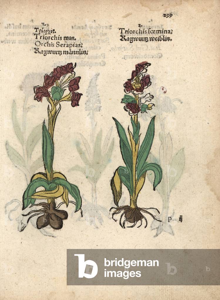 Green-winged orchid, Orchis morio. Handcoloured woodblock engraving of a botanical illustration from Adam Lonicer's Krauterbuch, or Herbal, Frankfurt, 1557. This from a 17th century pirate edition or atlas of illustrations only, with captions in Latin, Greek, French, Italian, German, and in English manuscript.