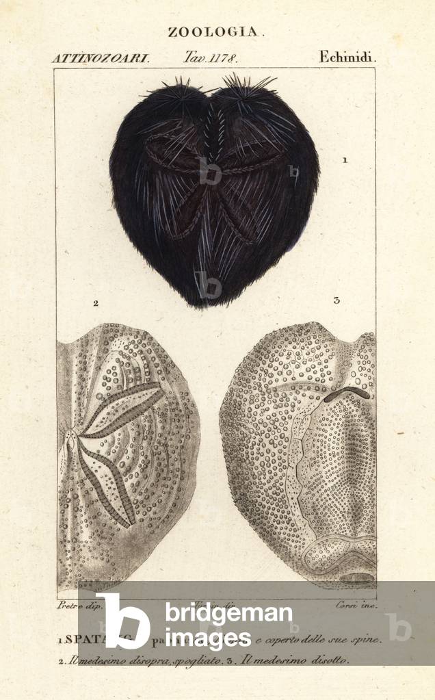 Heart urchin, Spatangus purpureus