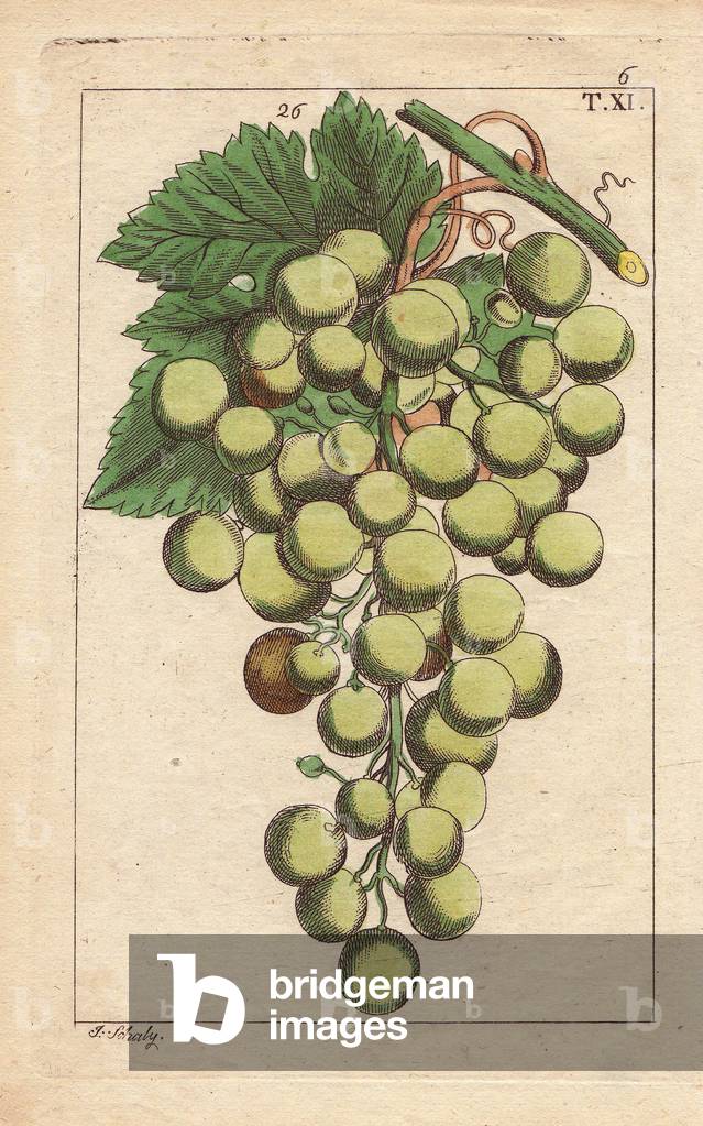 Bunch of muscat grapes, Vinis vitifera