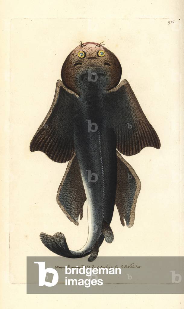 Angel Shark, Squalus squatina. Critically endangered. Illustration drawn and engraved by Richard Polydore Nodder. Handcoloured copperplate engraving from George Shaw and Frederick Nodder's “” The Naturalist's Miscellany,”” London, 1809.