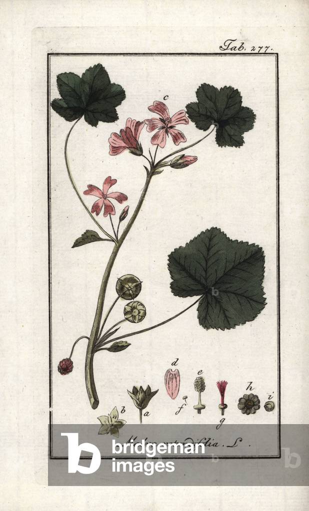 Round-leaved purple (Malva rotundifolia). Lithograph from “Afbeelding der Artseny-Gewassen” by Johannes Zorn (1739-1799), Netherlands, 1796. Round-leaved mallow, Malva rotundifolia. Handcoloured copperplate botanical engraving from J. Zorn's “Afbeelding der Artseny-Gewassen,” Amsterdam, 1796.