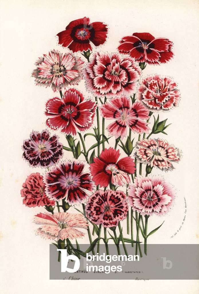 Varieties of China pinks, Dianthus chinensis (Dianthus sinensis). Handcoloured lithograph from Louis van Houtte and Charles Lemaire's Flowers of the Gardens and Hothouses of Europe, Flore des Serres et des Jardins de l'Europe, Ghent, Belgium, 1856.
