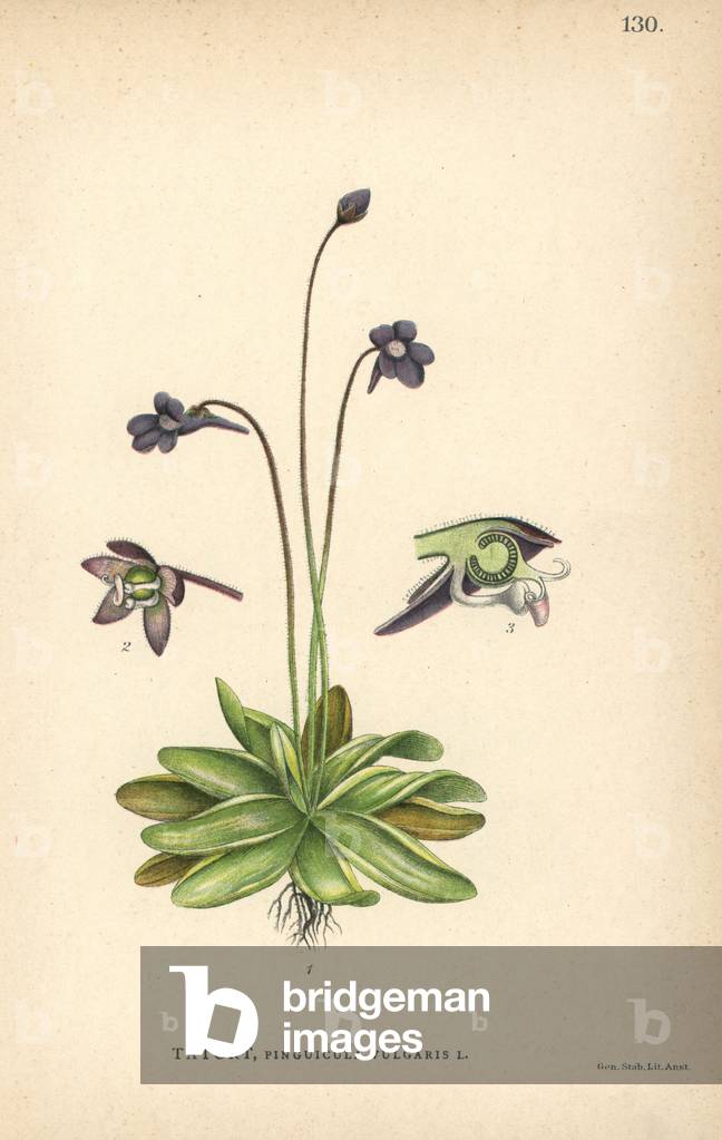 Common butterwort, Pinguicula vulgaris