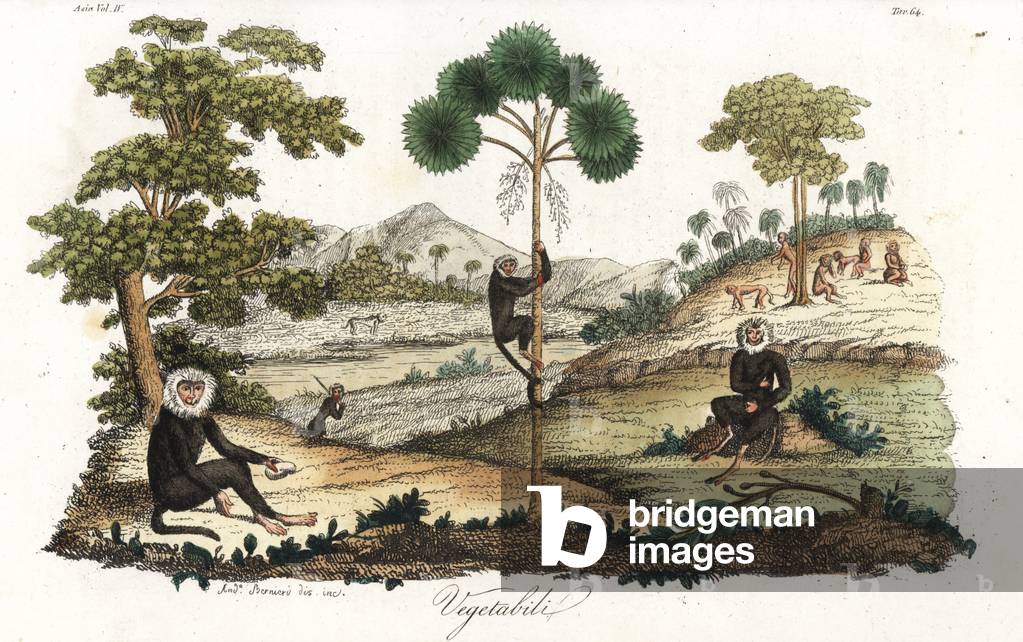 Toque macaque monkeys, Macaca sinica (endangered) amid breadfruit trees, Artocarpus altilis, and talipot palm, Corypha umbraculifera, in Sri Lanka. Handcoloured copperplate drawn and engraved by Andrea Bernieri from Giulio Ferrario's Ancient and Modern Costumes of all the Peoples of the World, Florence, Italy, 1844.