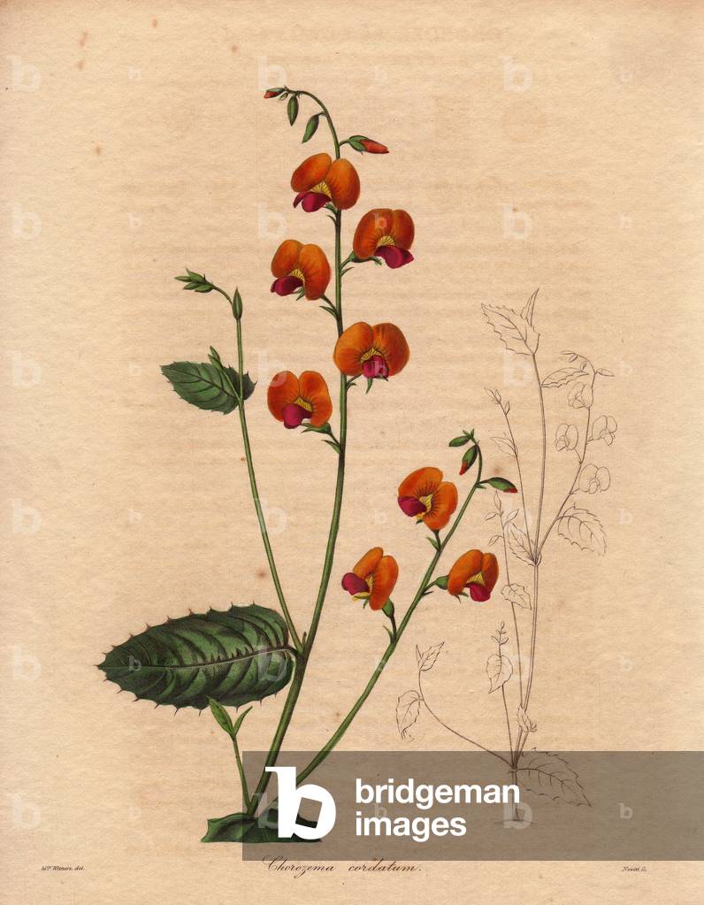 Chorizema cordatum, leguminous plant native to Australia, with bright green leaves and vermilion flowers, yellow and purple. Illustration by Augusta Innes Withers (1793-1877), in The Botanist, series by Benjamin Maund in five volumes, published between 1836 and 1842. This work is renowned for its finely detailed engravings.