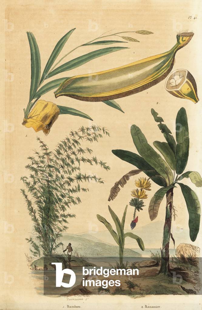 Giant thorny bamboo plant, Bambusa bambos (Bambos arundinacea) and banana tree with fruit and cross section, Musa paradisiaca