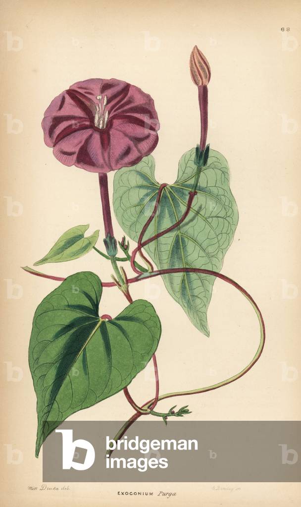 Ipomee - True jalap, Ipomoea dumosa (Exogonium purga). Handcoloured copperplate engraving by G. Barclay after Miss Sarah Drake from John Lindley and Robert Sweet's Ornamental Flower Garden and Shrubbery, G. Willis, London, 1854.