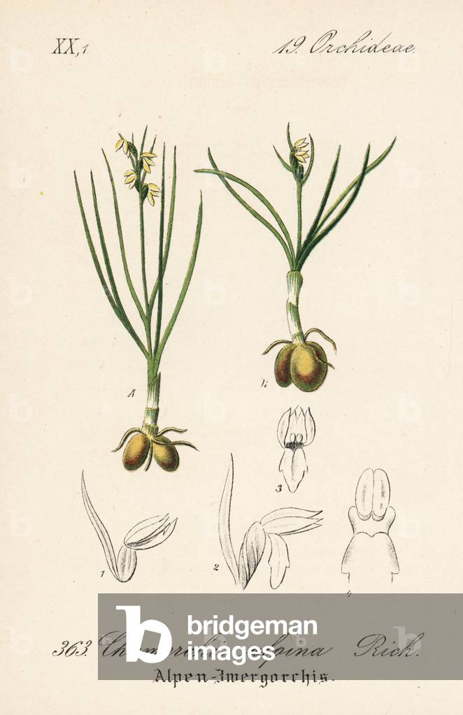 Orchis des Alpes, Orchis dwarf or Herminie des Alpes - False musk orchid, Chamorchis alpina. Handcoloured lithograph from Diederich von Schlechtendal's German Flora (Flora von Deutschland), Jena, 1871.