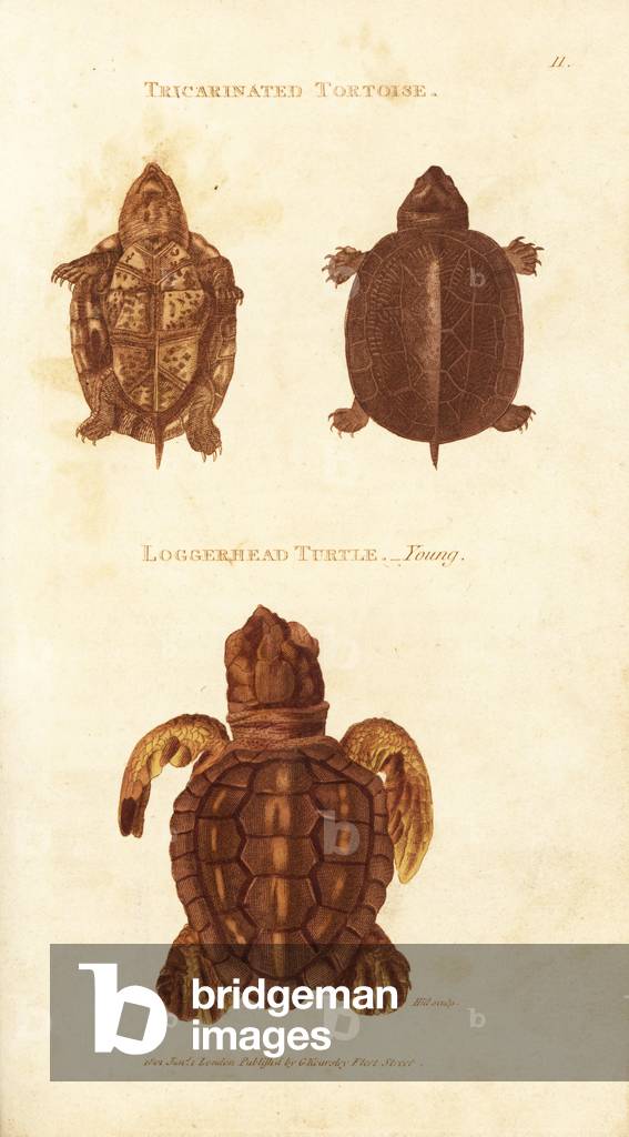 Scorpion mud turtle, Kinosternon scorpioides (Tricarinated tortoise, Testudo tricarinata) and loggerhead sea turtle, Caretta caretta, endangered. Handcoloured copperplate engraving by Hill after an illustration by George Shaw from his General Zoology, Amphibia, London, 1802.