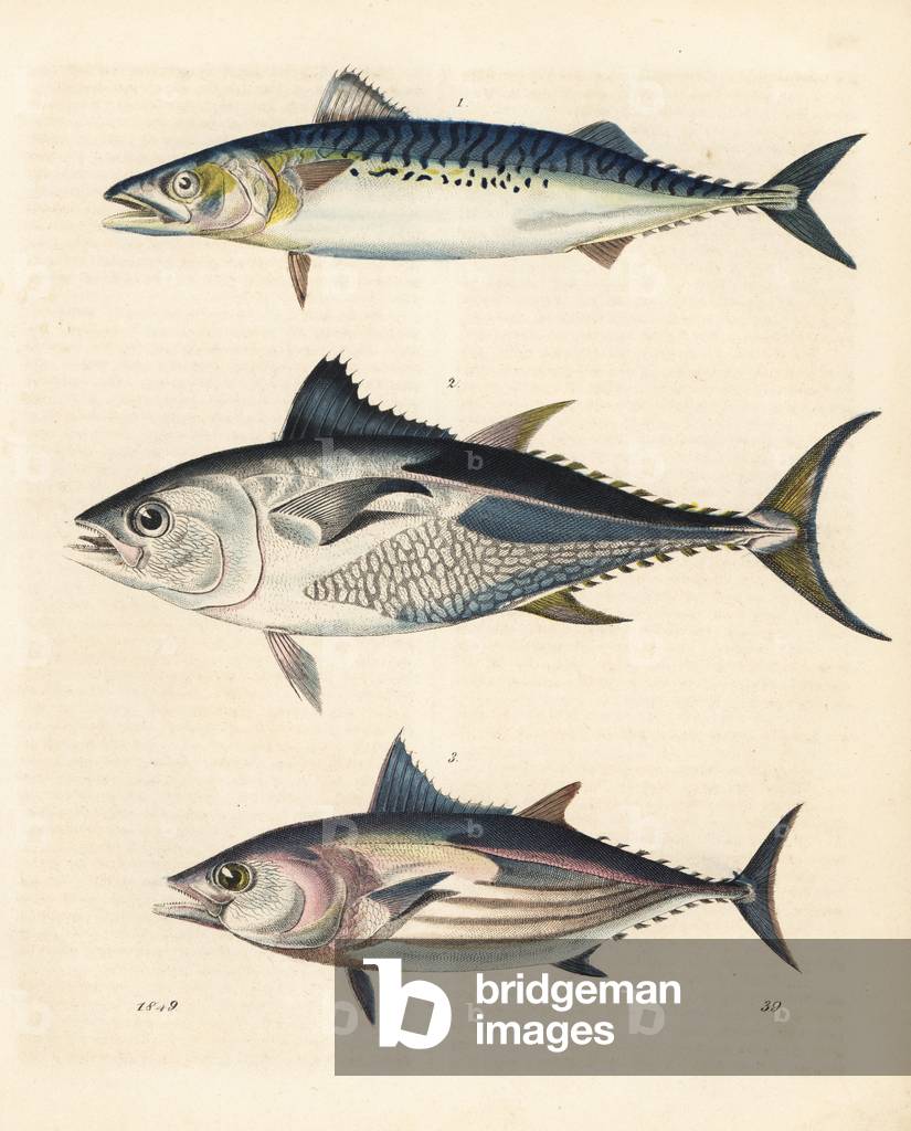 Skipjack tuna or bonito, Katsuwonus pelamis 1, tuna, Thunnus thynnus 2, and long-fin tunny, Thunnus alalalunga 3. Handcoloured lithograph from Carl Hoffmann's Book of the World, Stuttgart, 1849.