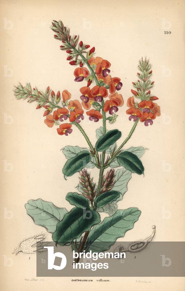 Shaggy gastrolobe or crinkle-leaved poison. Gastrolobium villosum. Handcoloured copperplate engraving by G. Barclay after Miss Sarah Drake from John Lindley and Robert Sweet's Ornamental Flower Garden and Shrubbery, G. Willis, London, 1854.