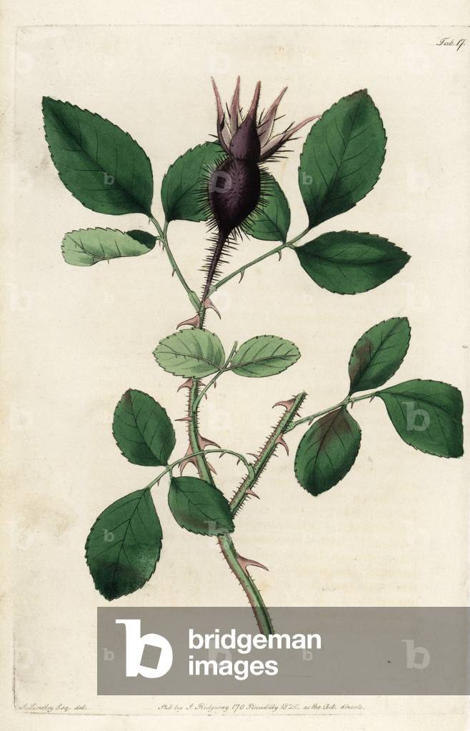 Cherokee rose, Rosa hystrix, Rosa laevigata, with spiny bud. Handcoloured copperplate engraved by Watts from an illustration by John Lindley from his own “Rosarum Monographia, or a Botanical History of Roses,” London, Ridgeway, 1820. Lindley (1799-1865) was an English botanist who specialized in roses and orchids. Lindley wrote and illustrated this monograph when just 22 years old. He went on to edit the “” Botanical Register”” from 1829 to 1847.