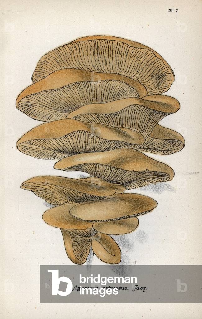Oyster oyster oyster oyster, Agaricus ostreatus - Chromolithography based on a drawing by Mordecai Cubitt Cooke (1825-1914), published in “A Plain and Easy Account of British Fungi””, edition Robert Hardwicke, London, 1862