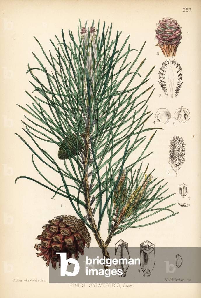 Scotch fir, Pinus sylvestris. Handcoloured lithograph by Hanhart after a botanical illustration by David Blair from Robert Bentley and Henry Trimen's Medicinal Plants, London, 1880.