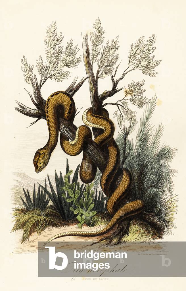 Martinique pit viper, Bothrops lanceolatus