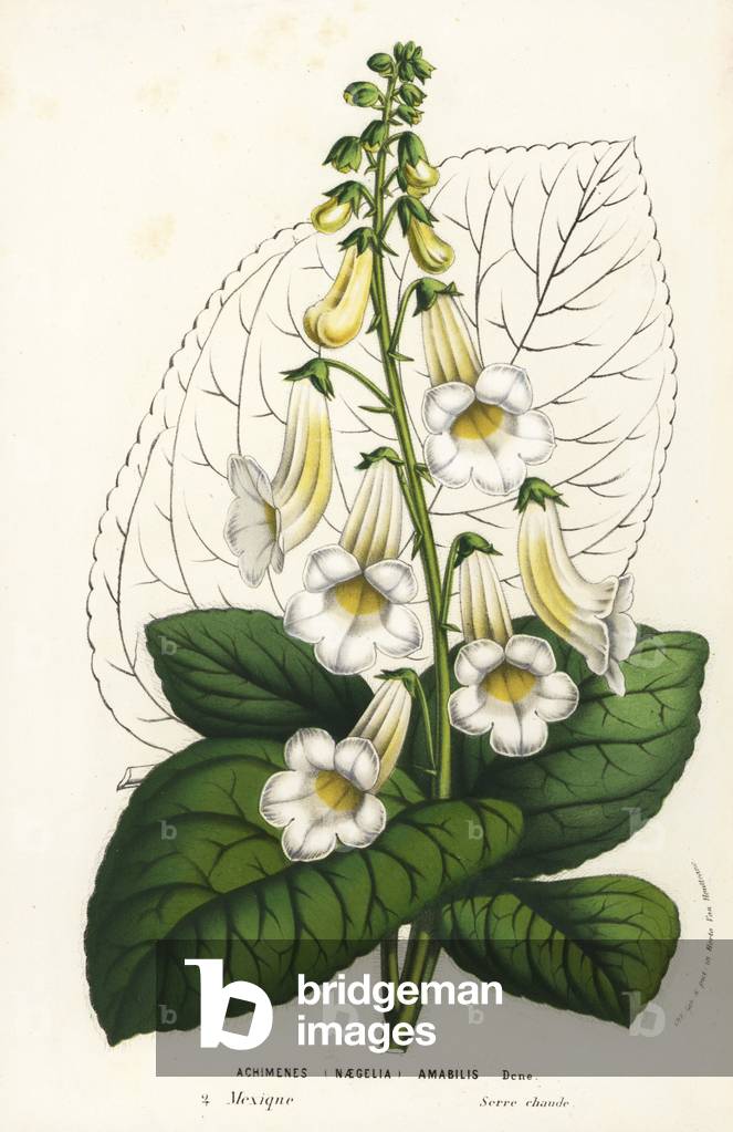 Tree gloxinia, Smithiantha amabilis or Kohleria amabilis (Achimenes amabilis or Naegelia amabilis). Handcoloured lithograph from Louis van Houtte and Charles Lemaire's Flowers of the Gardens and Hothouses of Europe, Flore des Serres et des Jardins de l'Europe, Ghent, Belgium, 1857.