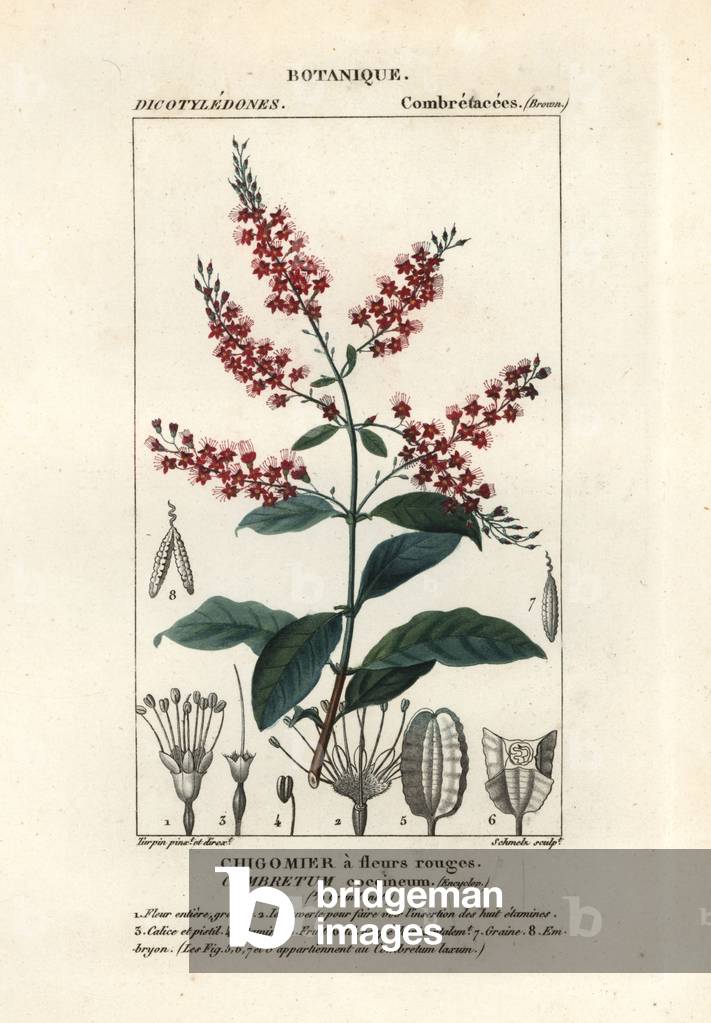 Bushwillow, Combretum coccineum