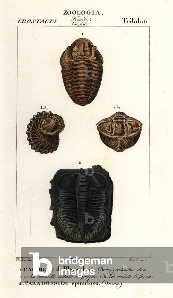 Fossils of extinct Trilobites
