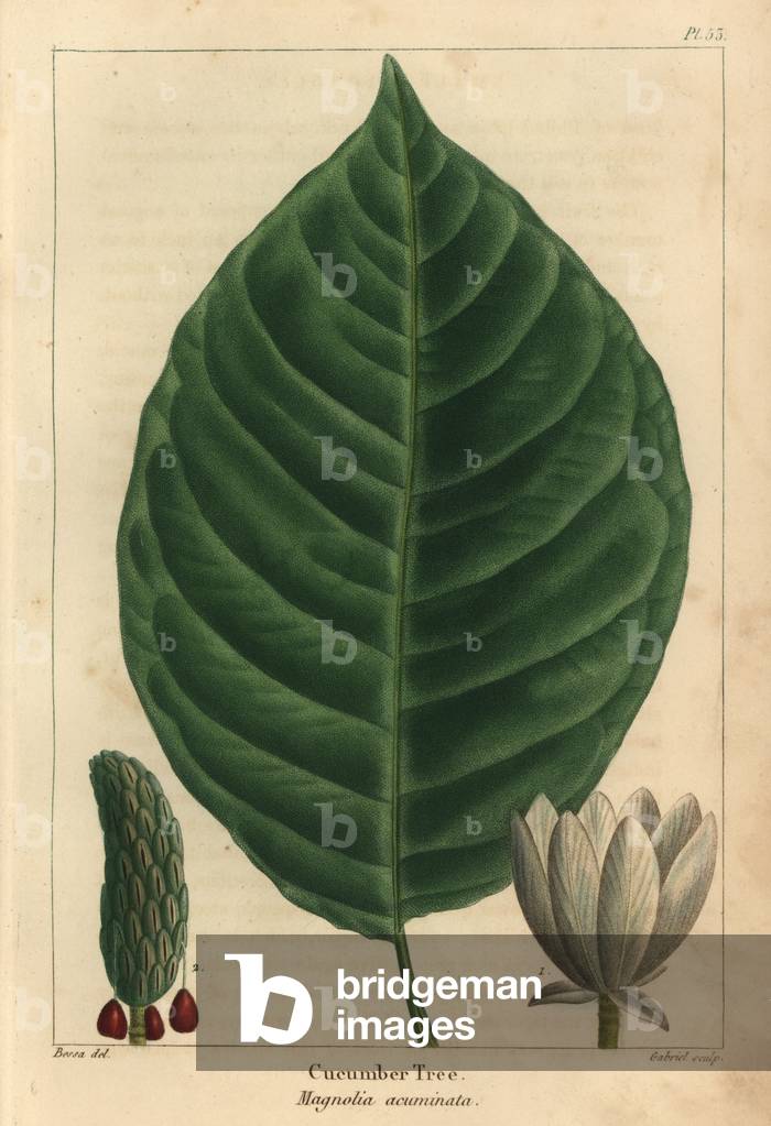 Cucumber tree, Magnolia acuminata