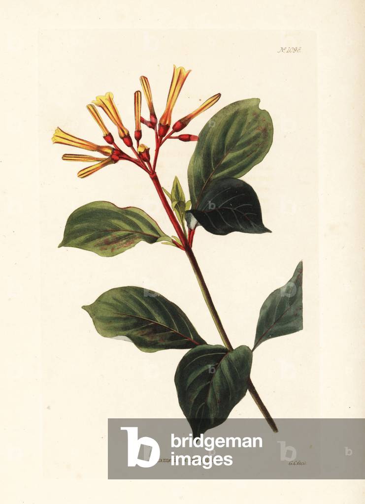 Hamelia chrysantha. West Indies. Handcoloured copperplate engraving by George Cooke from Conrad Loddiges' Botanical Cabinet, Hackney, 1825.