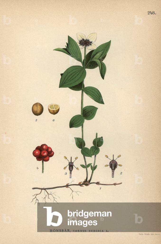 Swedish cornel or bunchberry, Cornus suecica